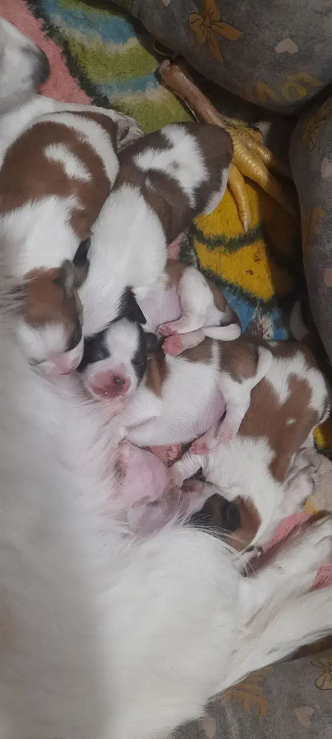 توله کوچولو|سگ|سیرجان, |دیوار