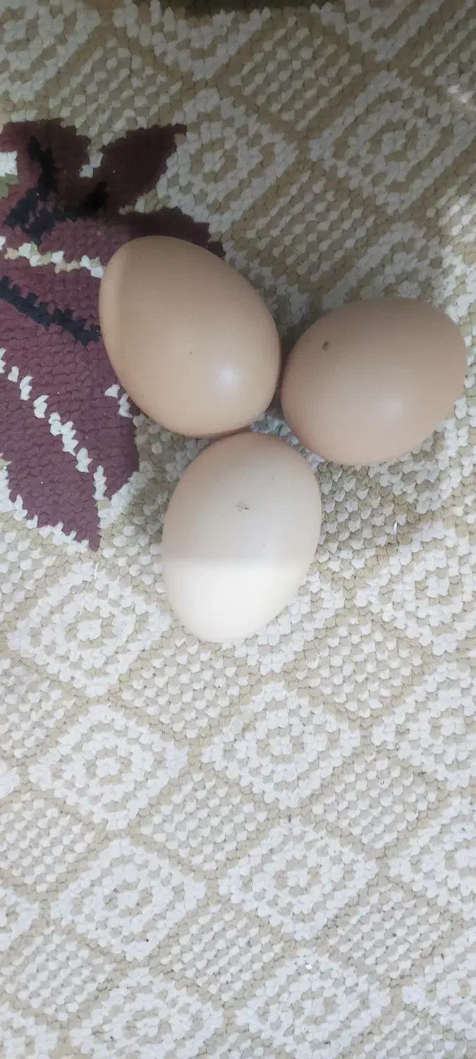 تخم مرغ رسمی|خوردنی و آشامیدنی|قم, شهرک فاطمیه|دیوار