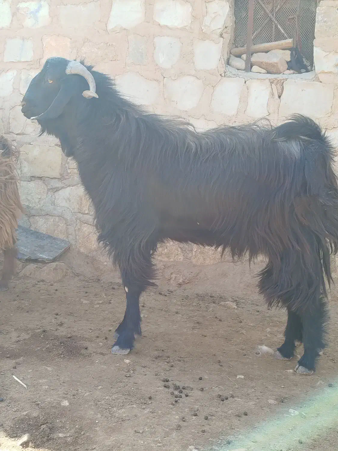 بز نر (ساورین)|حیوانات مزرعه|گیلان غرب, |دیوار