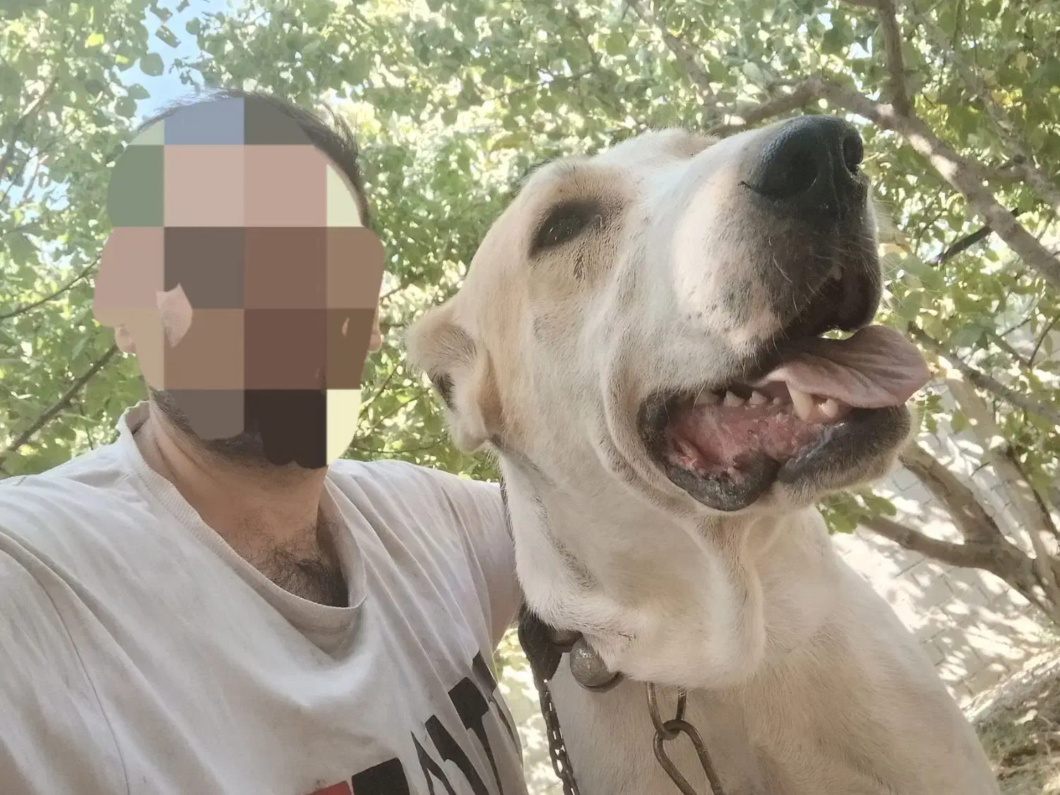 سگ نگهبان، افغان آلابای|سگ|شهریار, کردزار|دیوار