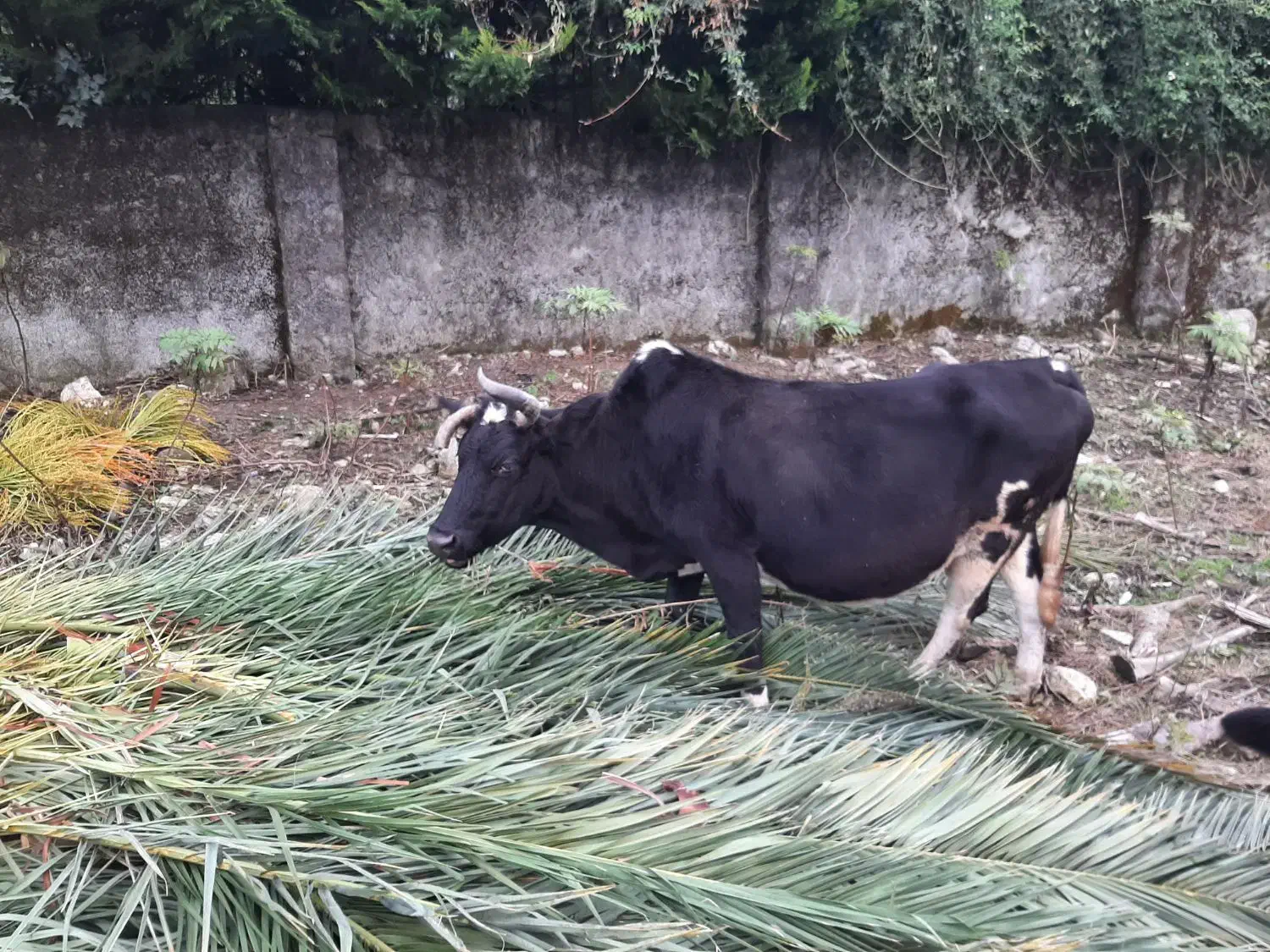 گاو داشتی مناسب برای گله|حیوانات مزرعه|نوشهر, |دیوار