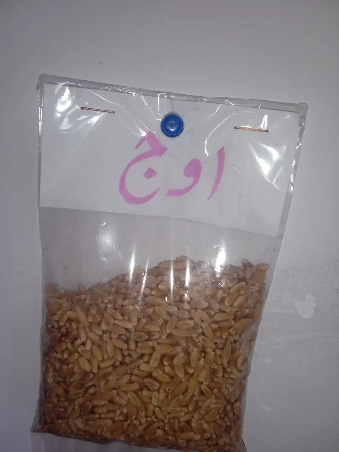 گندم حنطا بذری اوج بوجاری شده|گل و گیاه طبیعی|سوسنگرد, |دیوار