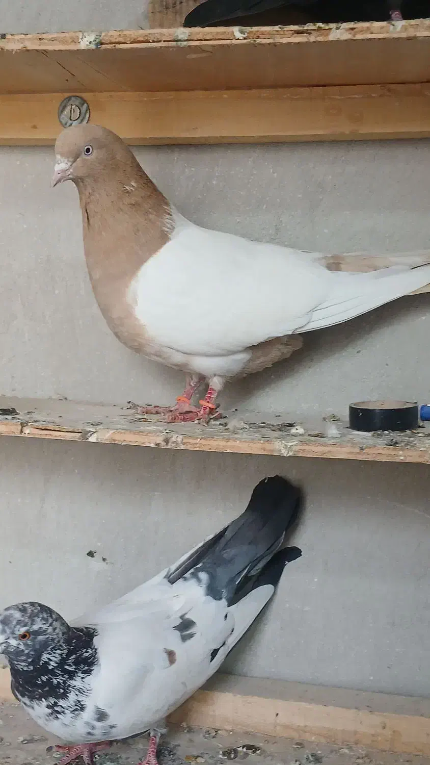 کبوتر|پرنده|اردبیل, |دیوار