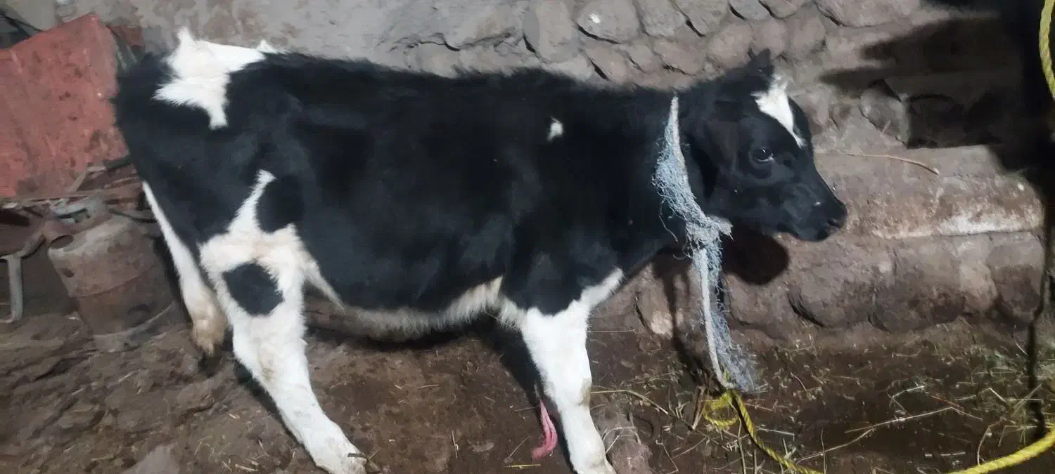 گاو شیر دهی بچه دار|حیوانات مزرعه|مشگین شهر, |دیوار