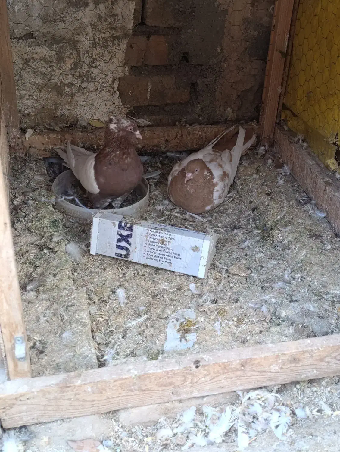 سلام کفتر معاوضه|پرنده|شاندیز, |دیوار