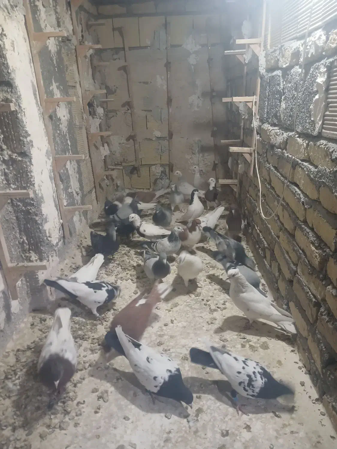 ۳۰ عدد کفتر بوم|پرنده|مشهد, نوید|دیوار