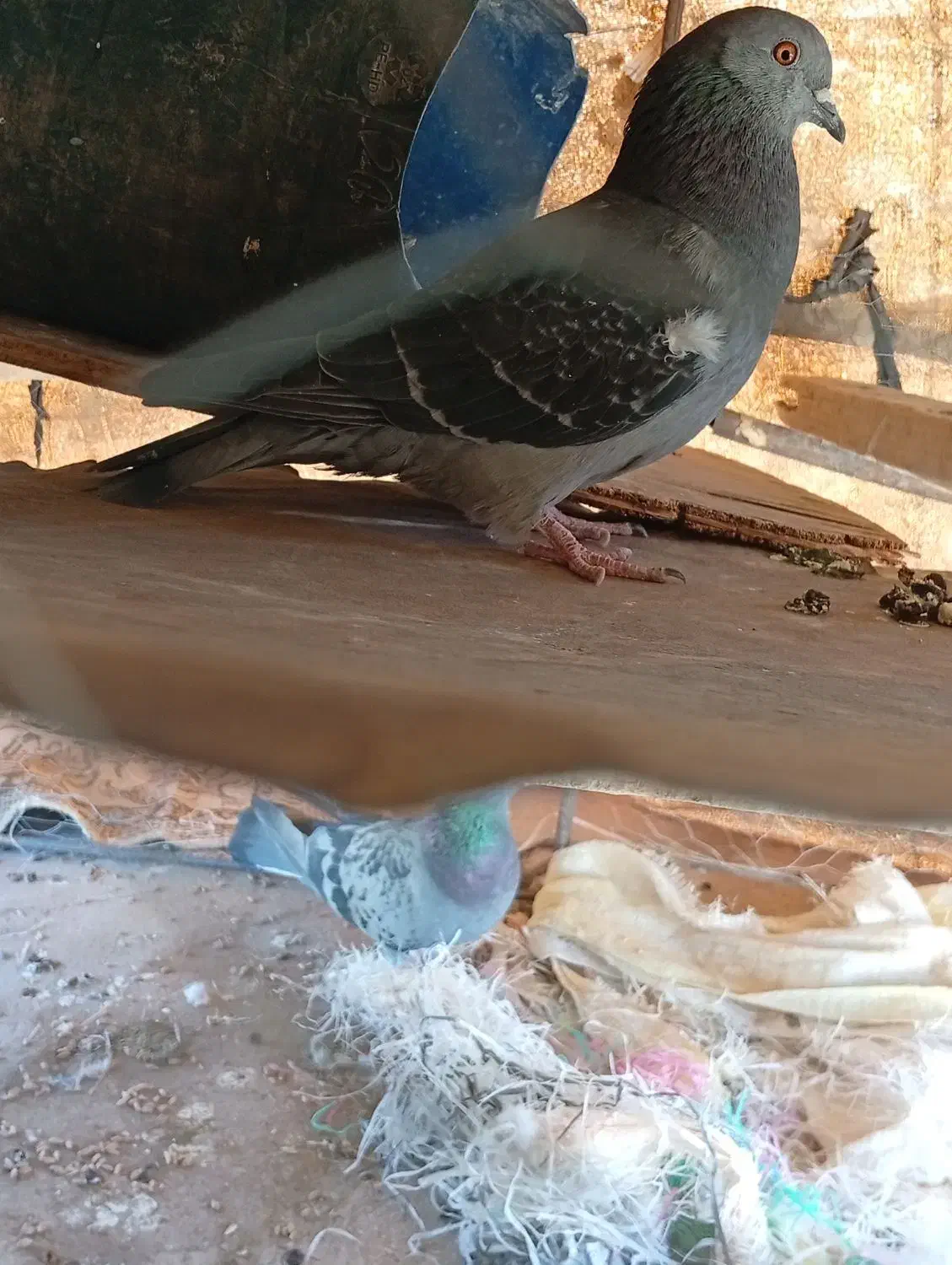 سبز پولک کاکلی ماده پولکی نر|پرنده|سرداران, |دیوار