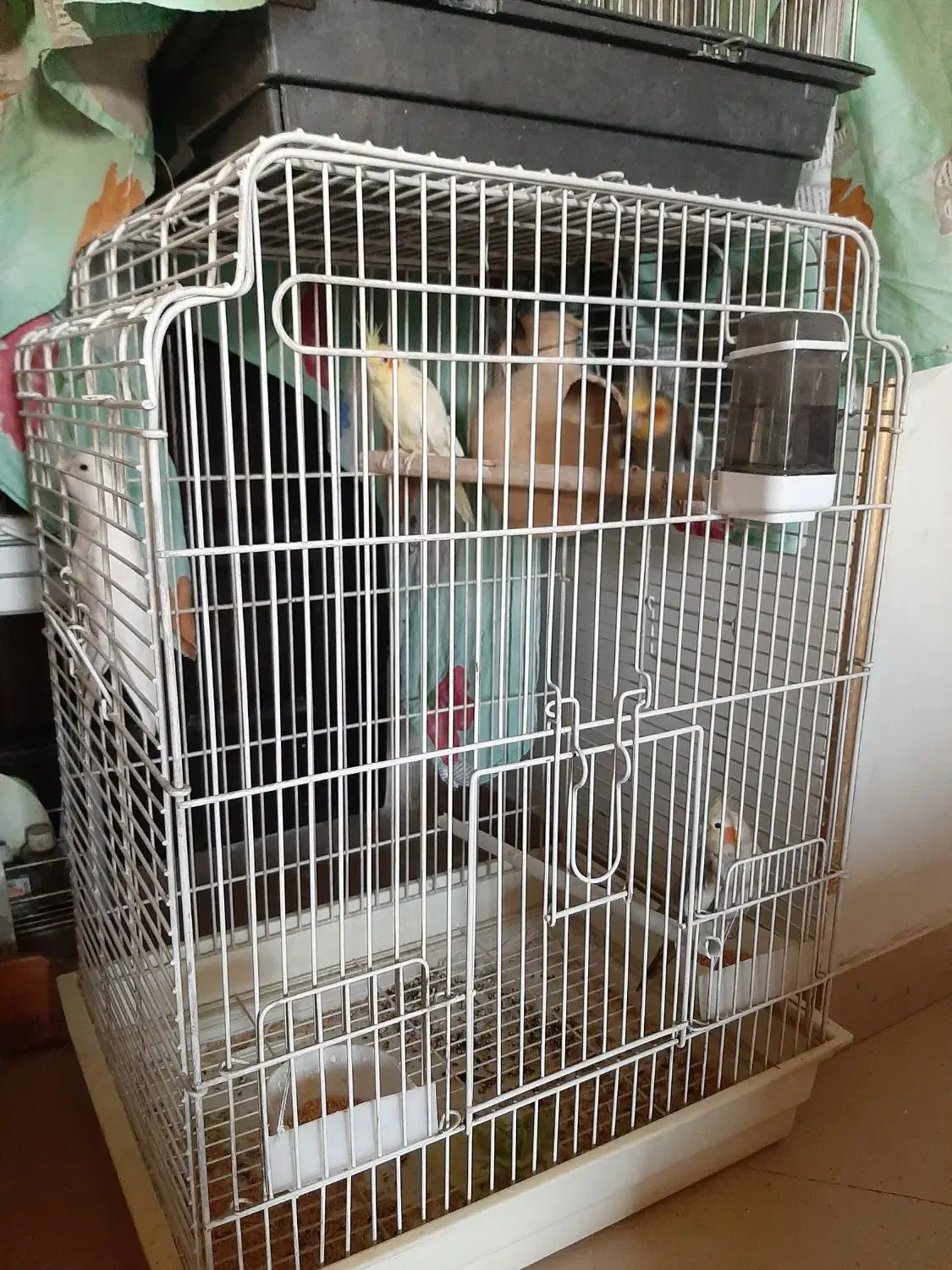 عروس هلندی|پرنده|پاکدشت, پاکدشت (مامازند)|دیوار