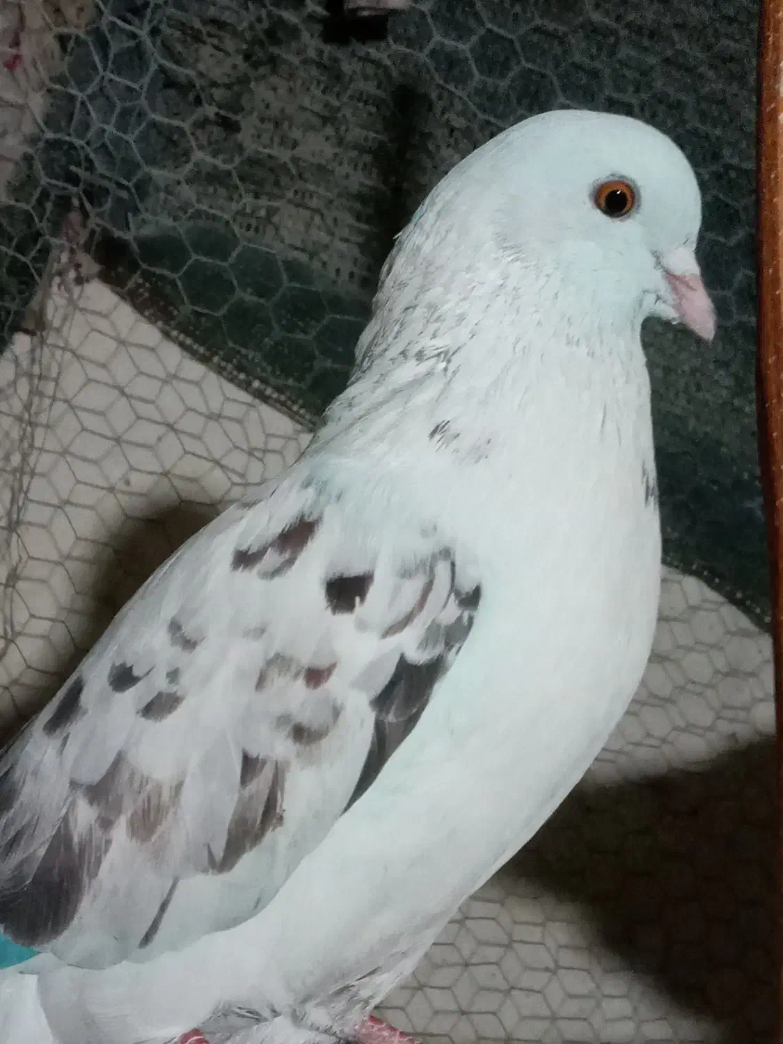 کبوتر|پرنده|محمدشهر, محمدشهر|دیوار