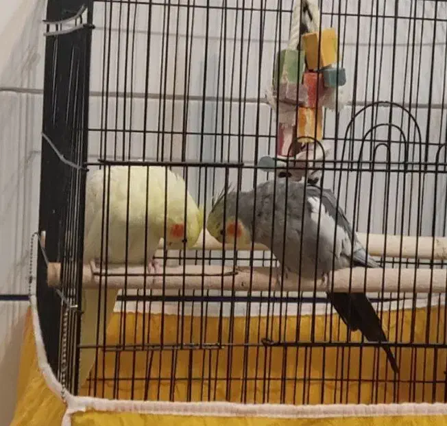 جفت مولد|پرنده|مبارکه, |دیوار