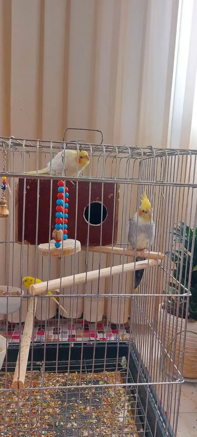 عروس هلندی و قفس|پرنده|گلستان (تهران), |دیوار