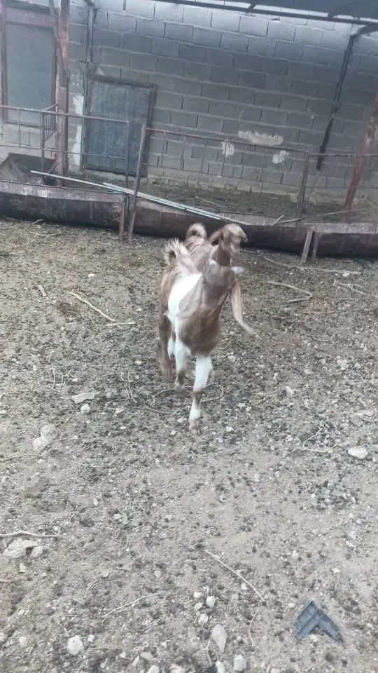 بز خارجی کهره دار و بز آبستن سرگلون|حیوانات مزرعه|شیراز, فرودگاه شهید دستغیب شیراز|دیوار