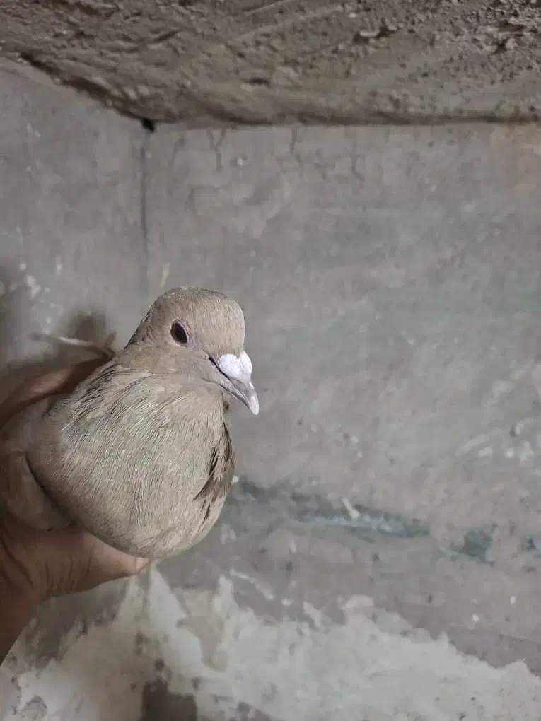 ماده زرد خوشگل دورشت|پرنده|رفسنجان, |دیوار