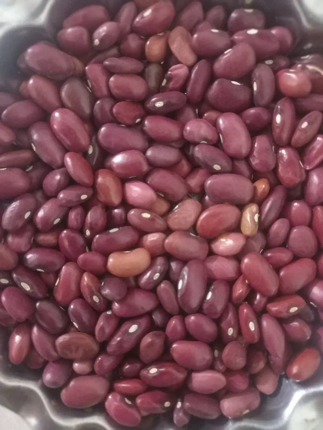 لوبیا قرمز|خوردنی و آشامیدنی|ازنا, |دیوار