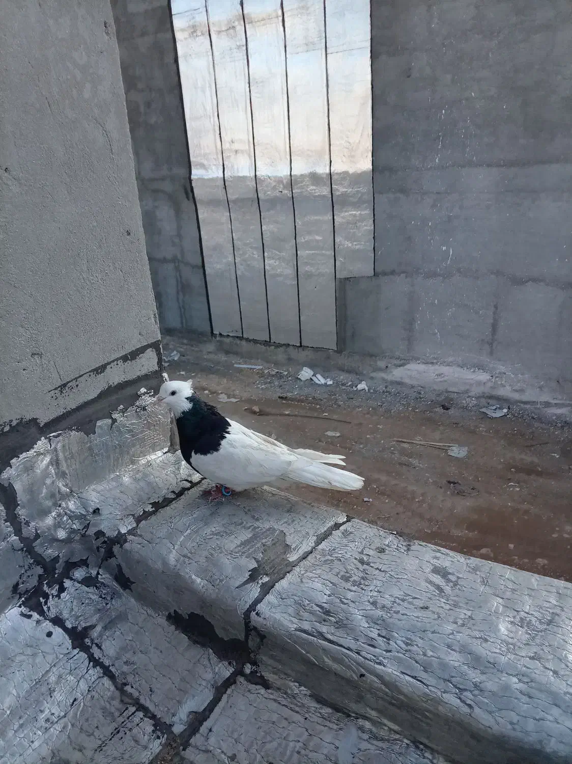 کبوتر طوقی|پرنده|جم, |دیوار