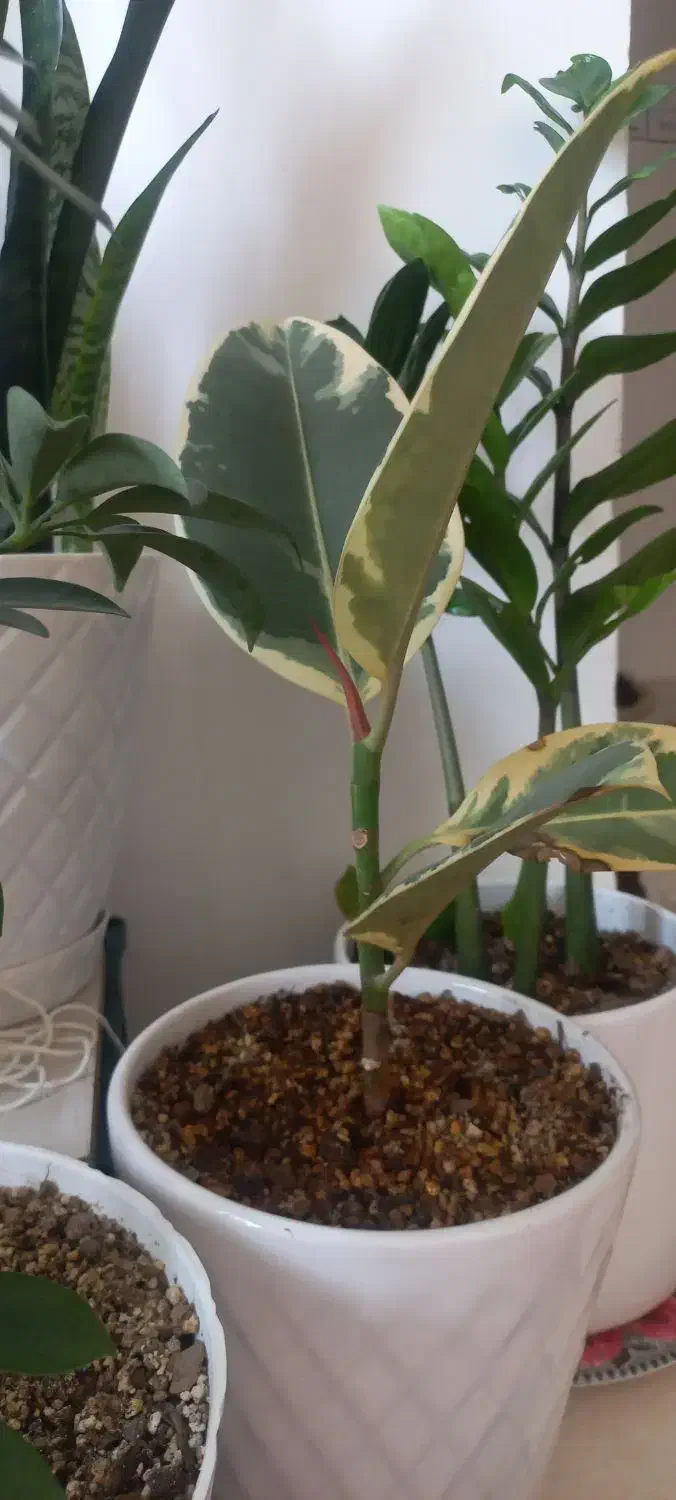 گل وگلدان|گل و گیاه طبیعی|گلبهار, شهر جدید گلبهار|دیوار