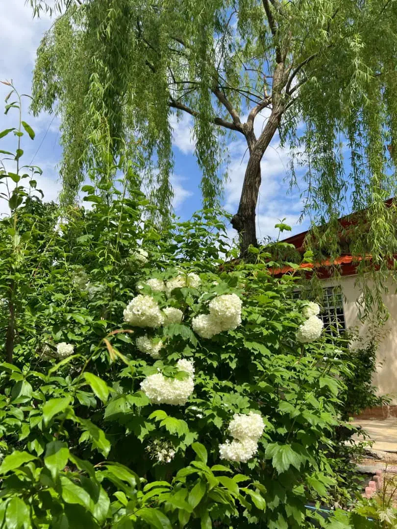 فروش ویلای 515متری دوخواب چهار باغ عرب آباد|فروش خانه و ویلا|چهارباغ, |دیوار