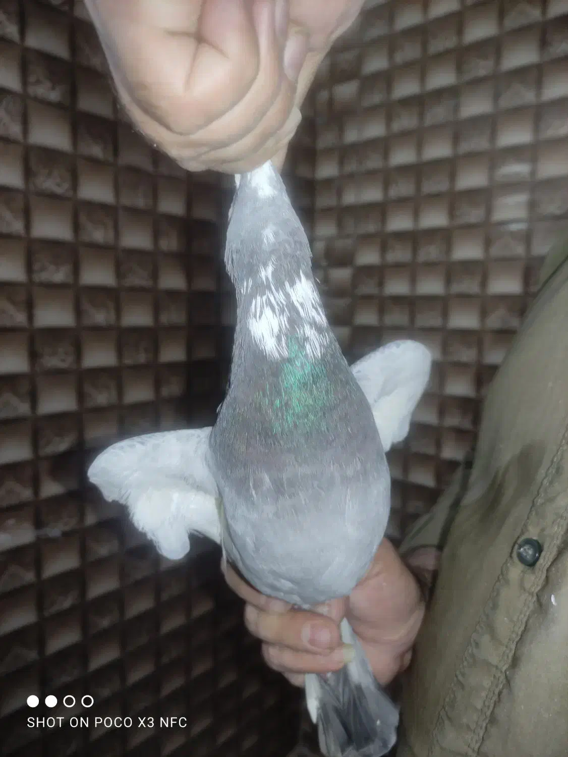 نر بدرنگ پلنگ|پرنده|زرند, |دیوار