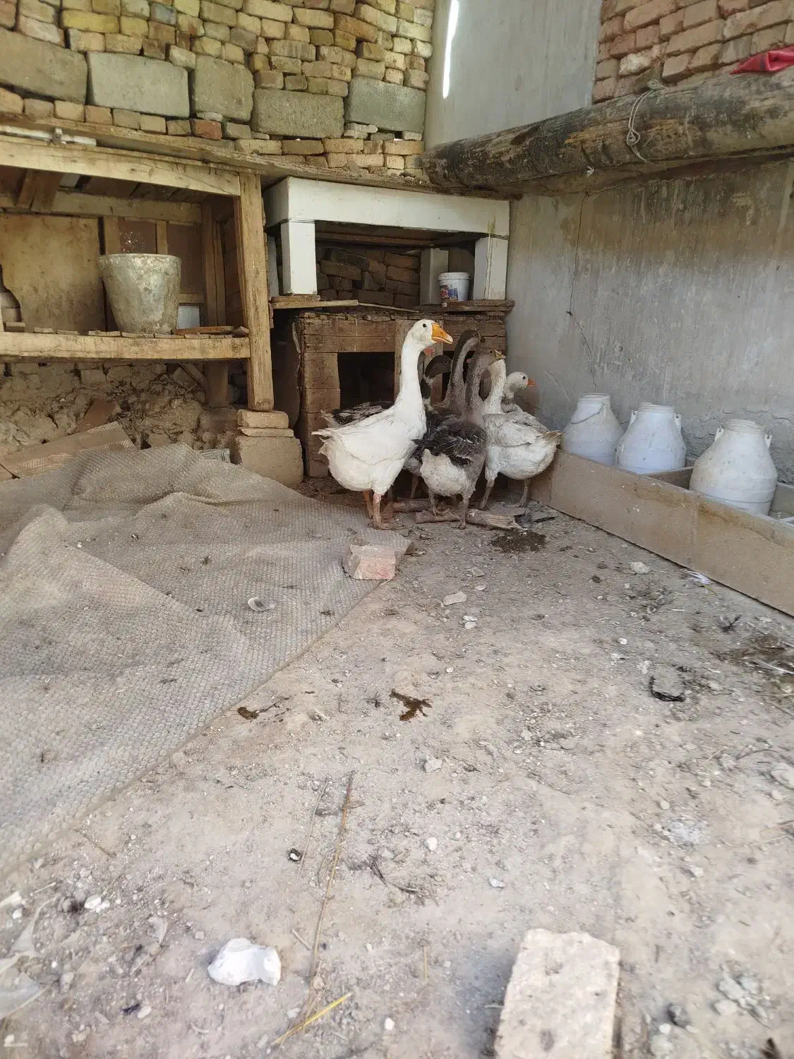 فروش غاز محلی و قو|حیوانات مزرعه|مهاباد (آذربایجان غربی), |دیوار