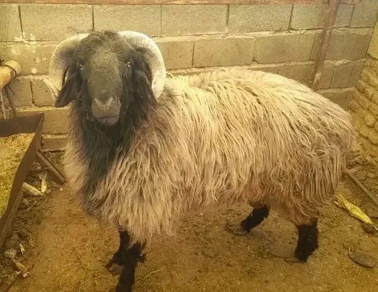 قوچ ملحه،بذری،قوچ درجه یک|حیوانات مزرعه|ششده و قره بلاغ, |دیوار