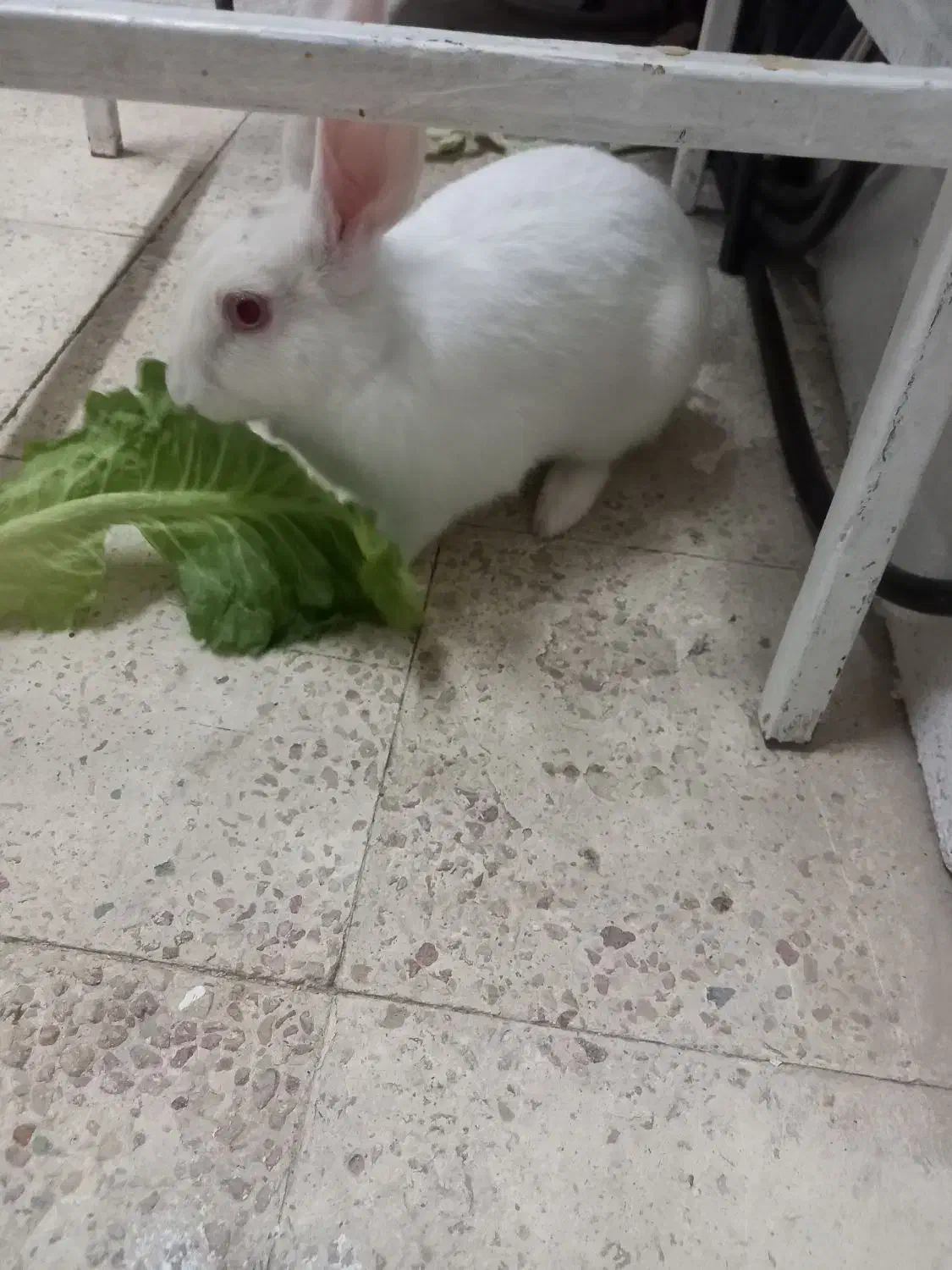 خرگوش|موش و خرگوش|مسجد سلیمان, |دیوار