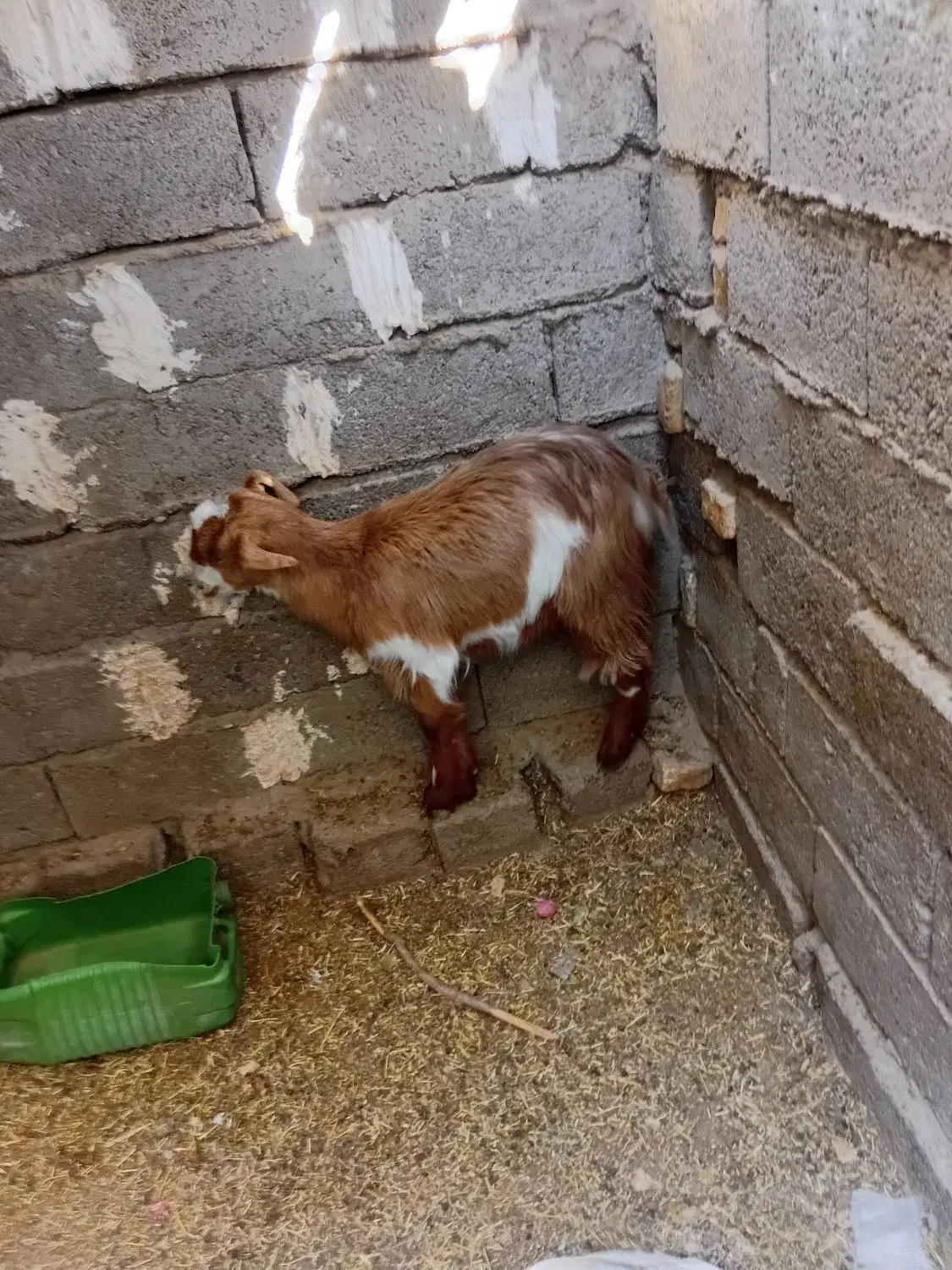 کره|حیوانات مزرعه|تیمور آباد, |دیوار