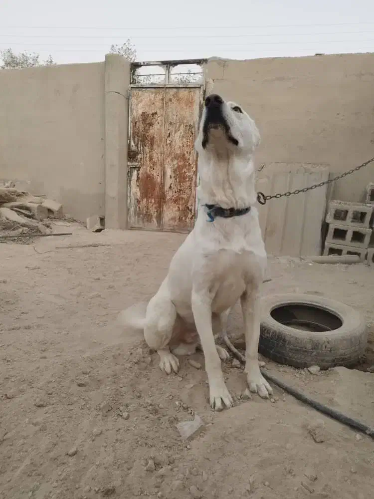 سگ سرابی اصیل یساله|سگ|اشکنان, |دیوار