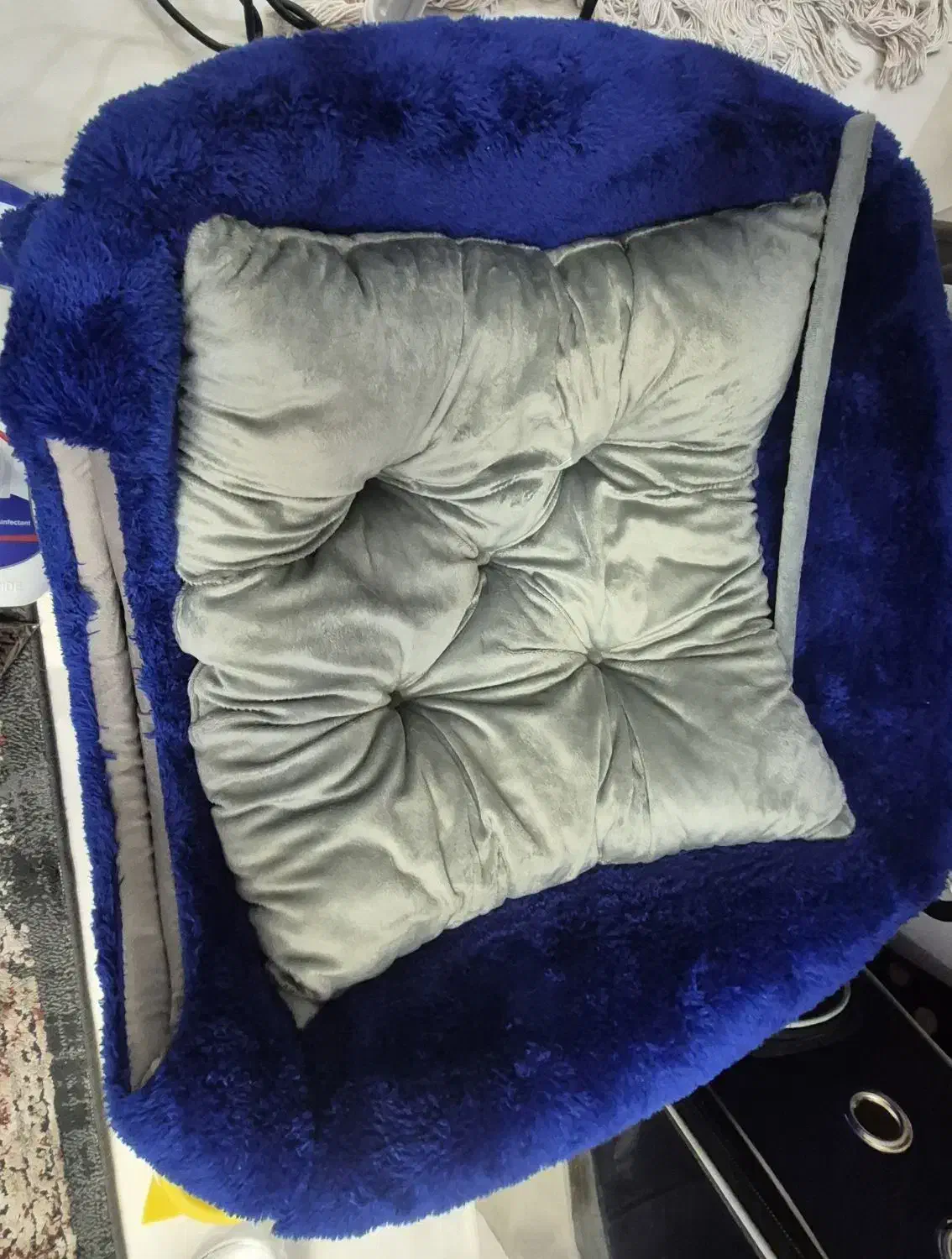 گربه نر شناسنامه دار نژاد اسکاتیش|گربه|اردبیل, |دیوار