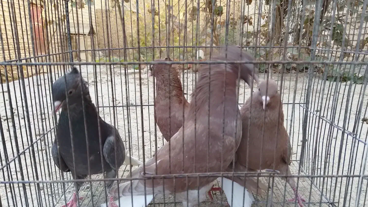 کبوتر دمسفید|پرنده|میبد, |دیوار