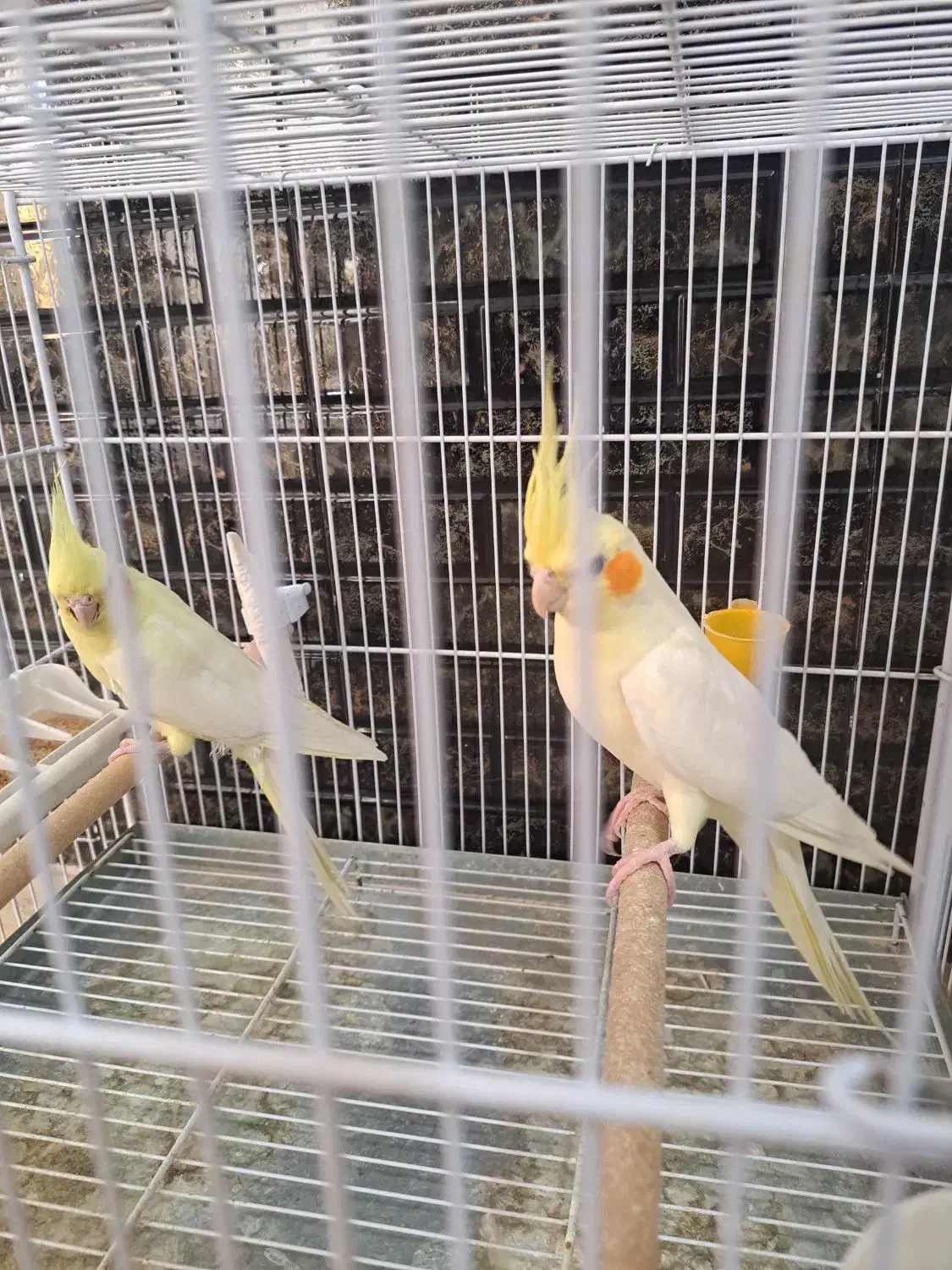 عروس هلندی با ۴تا جوجه|پرنده|شیراز, تندگویان|دیوار