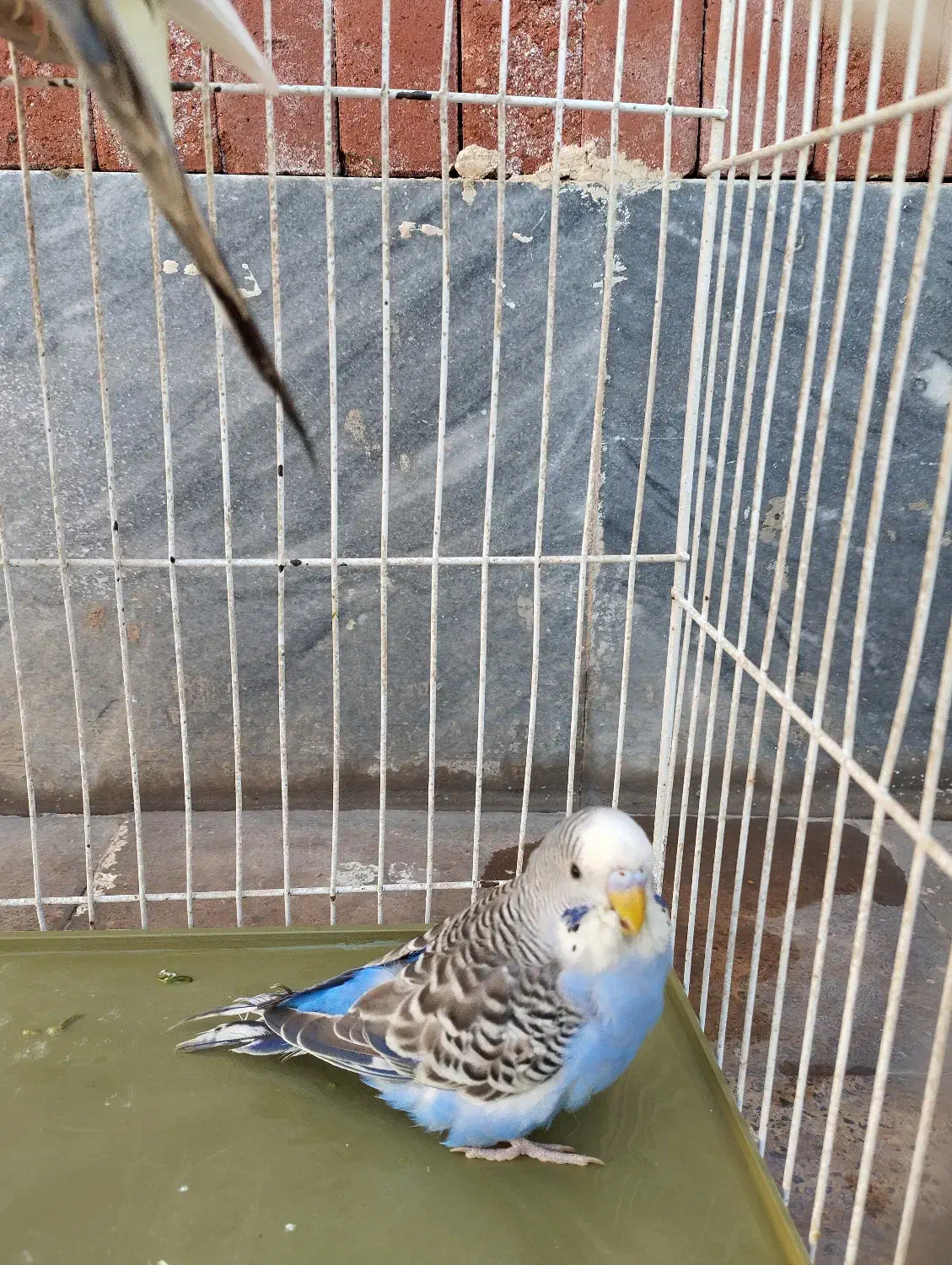 مرغ عشق|پرنده|گرمسار, |دیوار