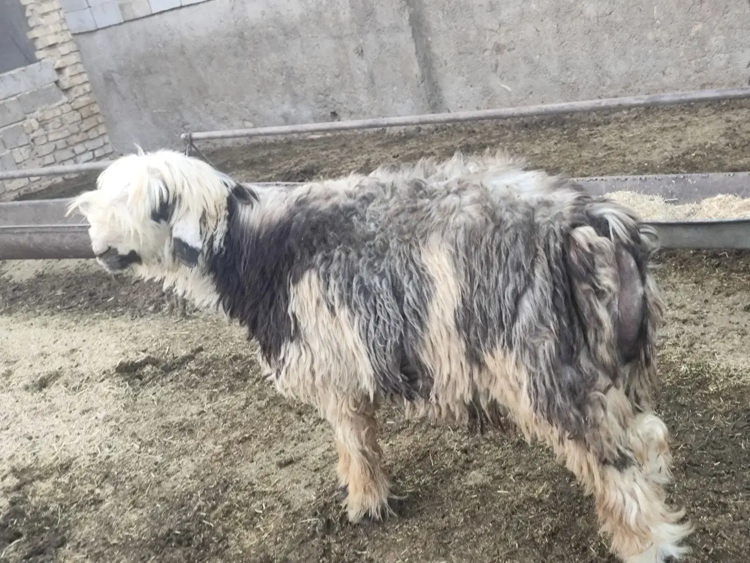 فروش بره قوچ بذری همه چی تموم|حیوانات مزرعه|شیراز, داریون|دیوار