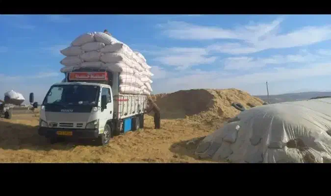 کاه گندم گاوی درشت و گوسفندی نرم موجوده|حیوانات مزرعه|مبارکه, |دیوار