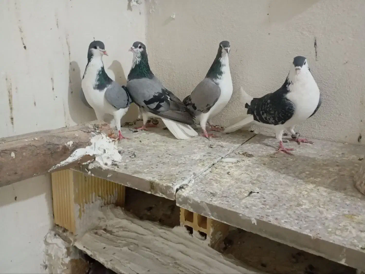 کبوتر|پرنده|خمینی‌شهر, |دیوار