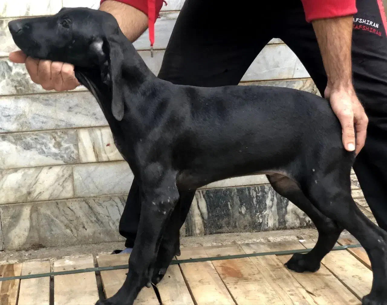 توله آلمانی ۴ماهه اصیل|سگ|صومعهسرا, |دیوار