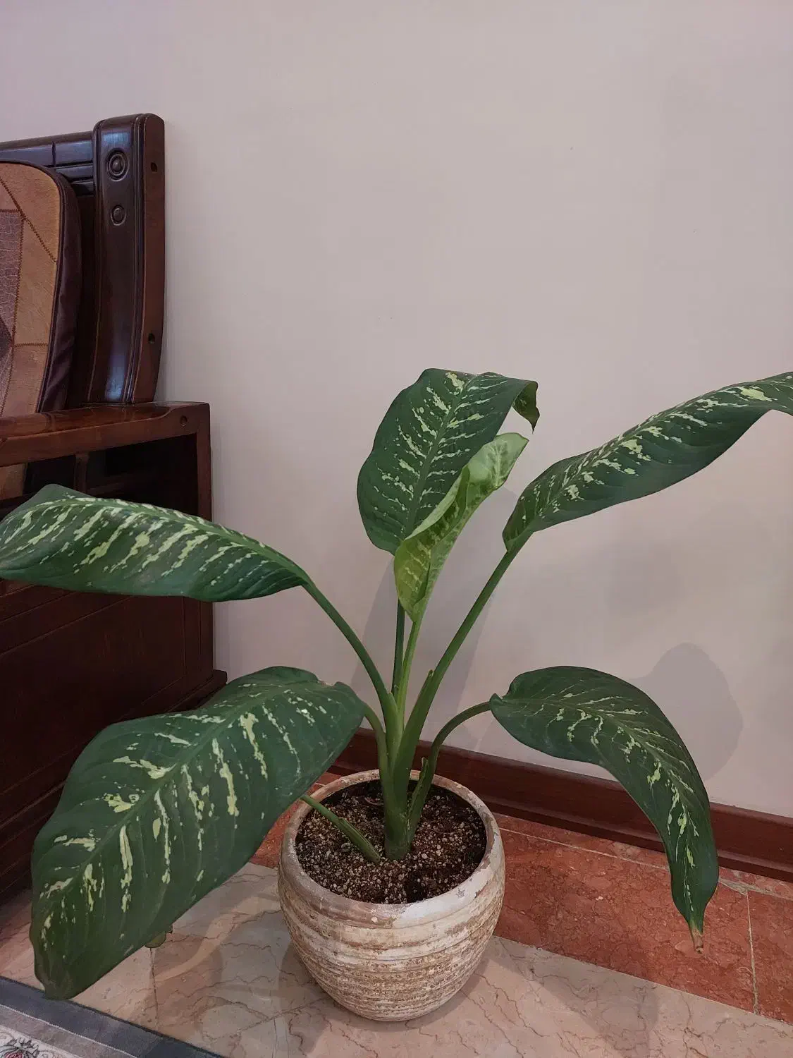 گل وگلدان طبیعی دیفن باخیا و پتوس|گل و گیاه طبیعی|تهران, صادقیه|دیوار