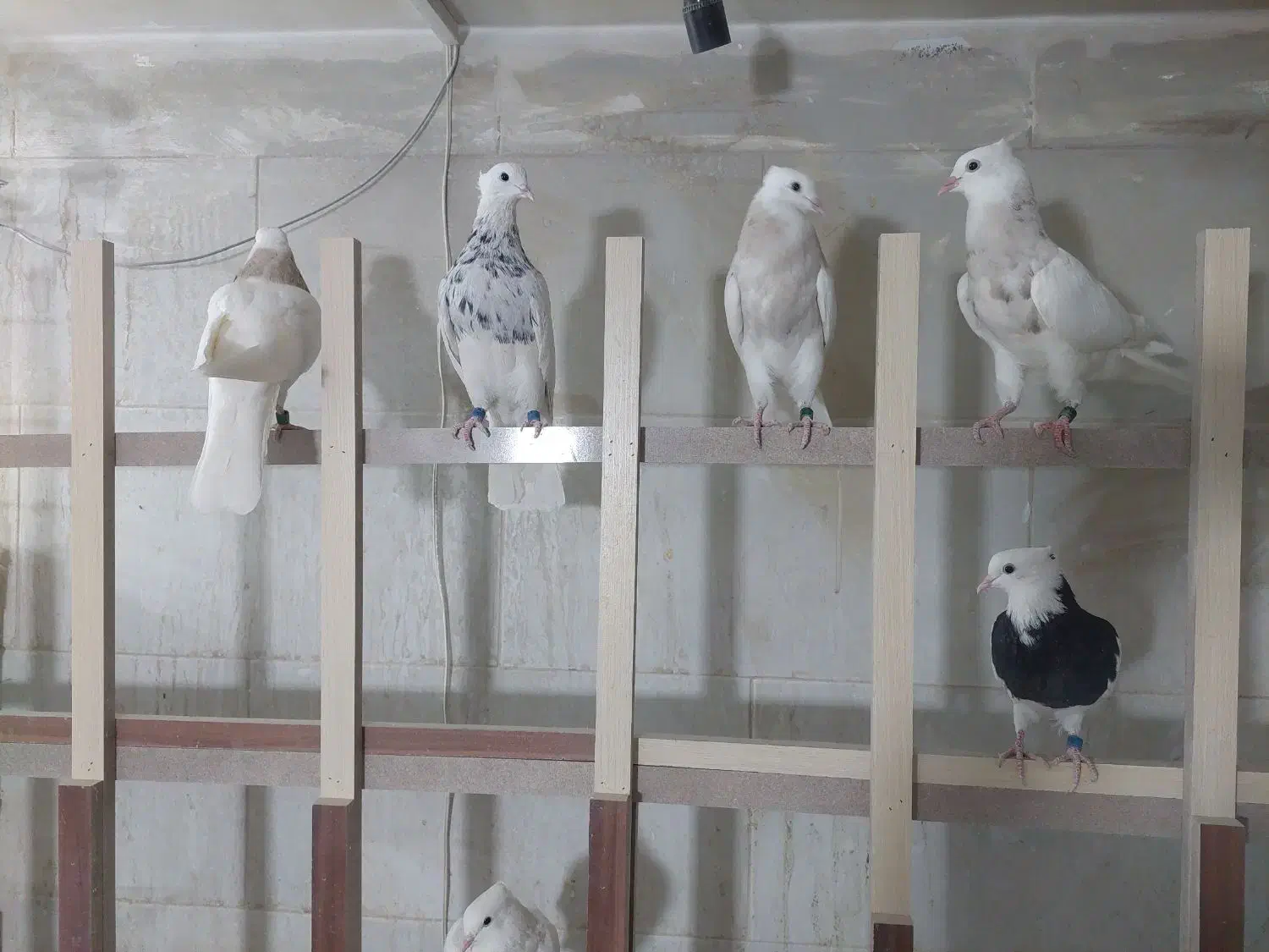 کبوتر،کفتر،طوقی|پرنده|شاهینشهر, گرگاب|دیوار