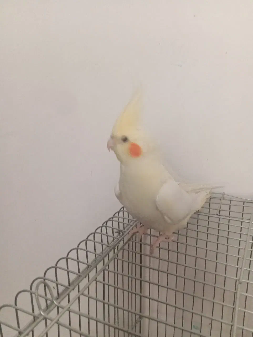 جوجه عروس دونخور سرلاکی کوتوله اشتی|پرنده|بندرعباس, |دیوار