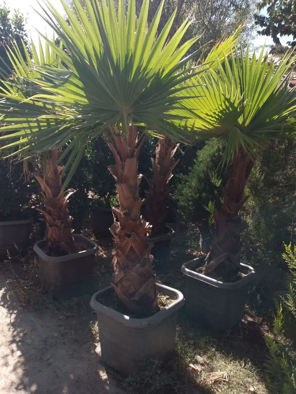 گل و گیاه|گل و گیاه طبیعی|ماهدشت, |دیوار