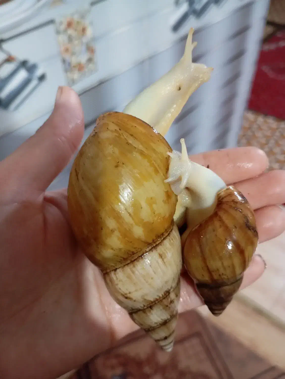 حلزون با کیفیت و تخمگذار و جوجه حلزون|خزنده|جهرم, |دیوار