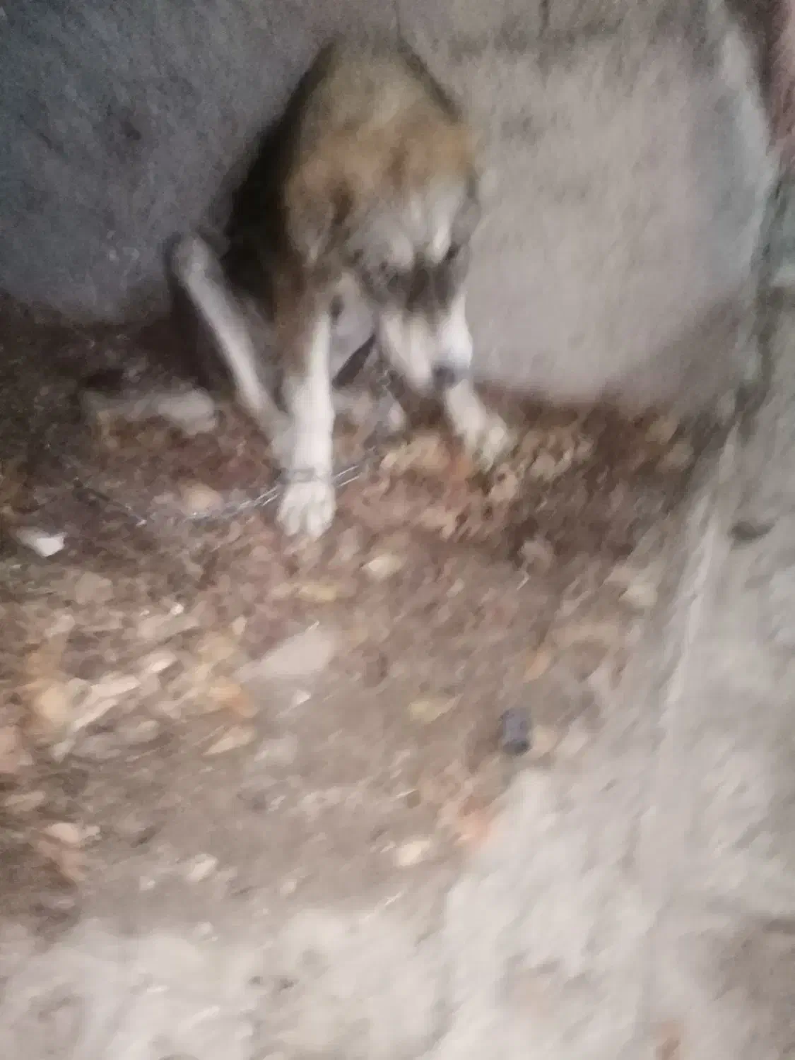 توله الابای 6ماه|سگ|گنبد کاووس, |دیوار