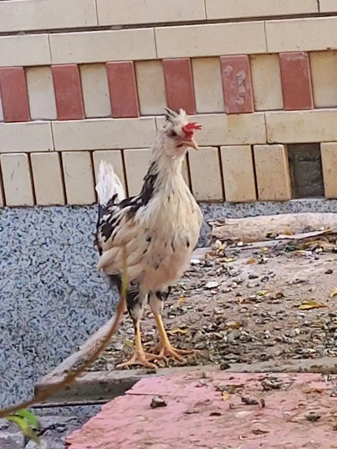 جوجه مرغ و خروس|حیوانات مزرعه|سیرجان, |دیوار