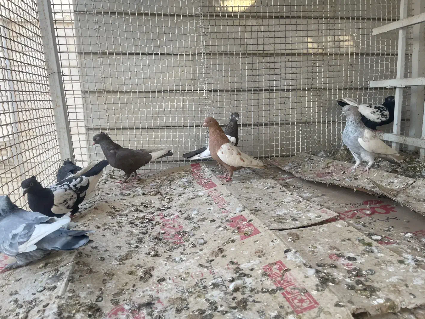 کبوتر سینه|پرنده|جنت, |دیوار