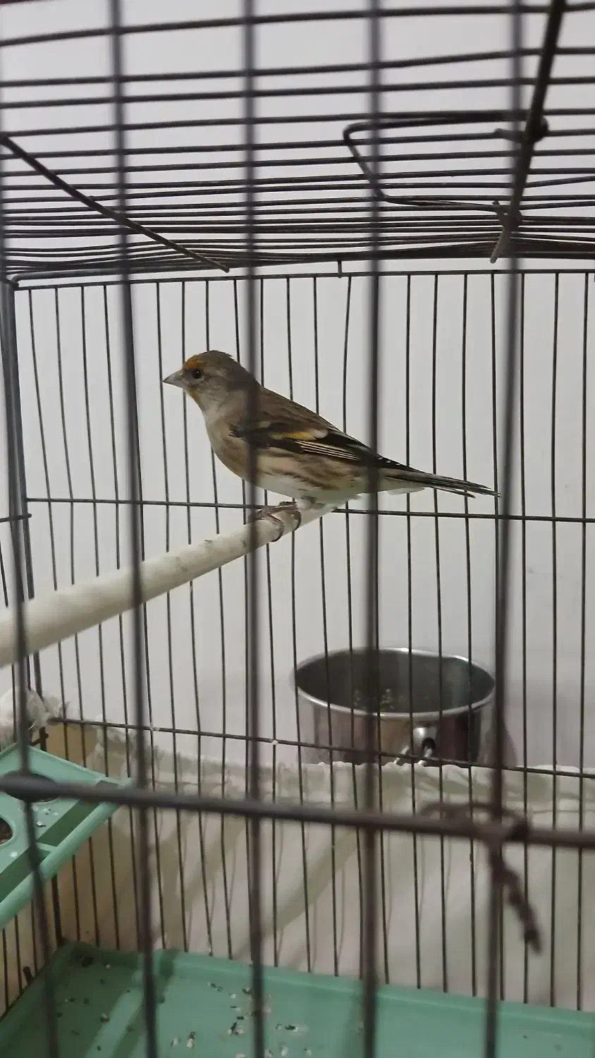 سهره قناری نر|پرنده|ملارد, |دیوار