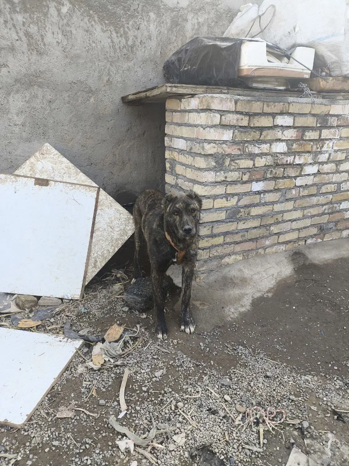 سگ رخ افغانی|سگ|مشهد, مهدی آباد|دیوار