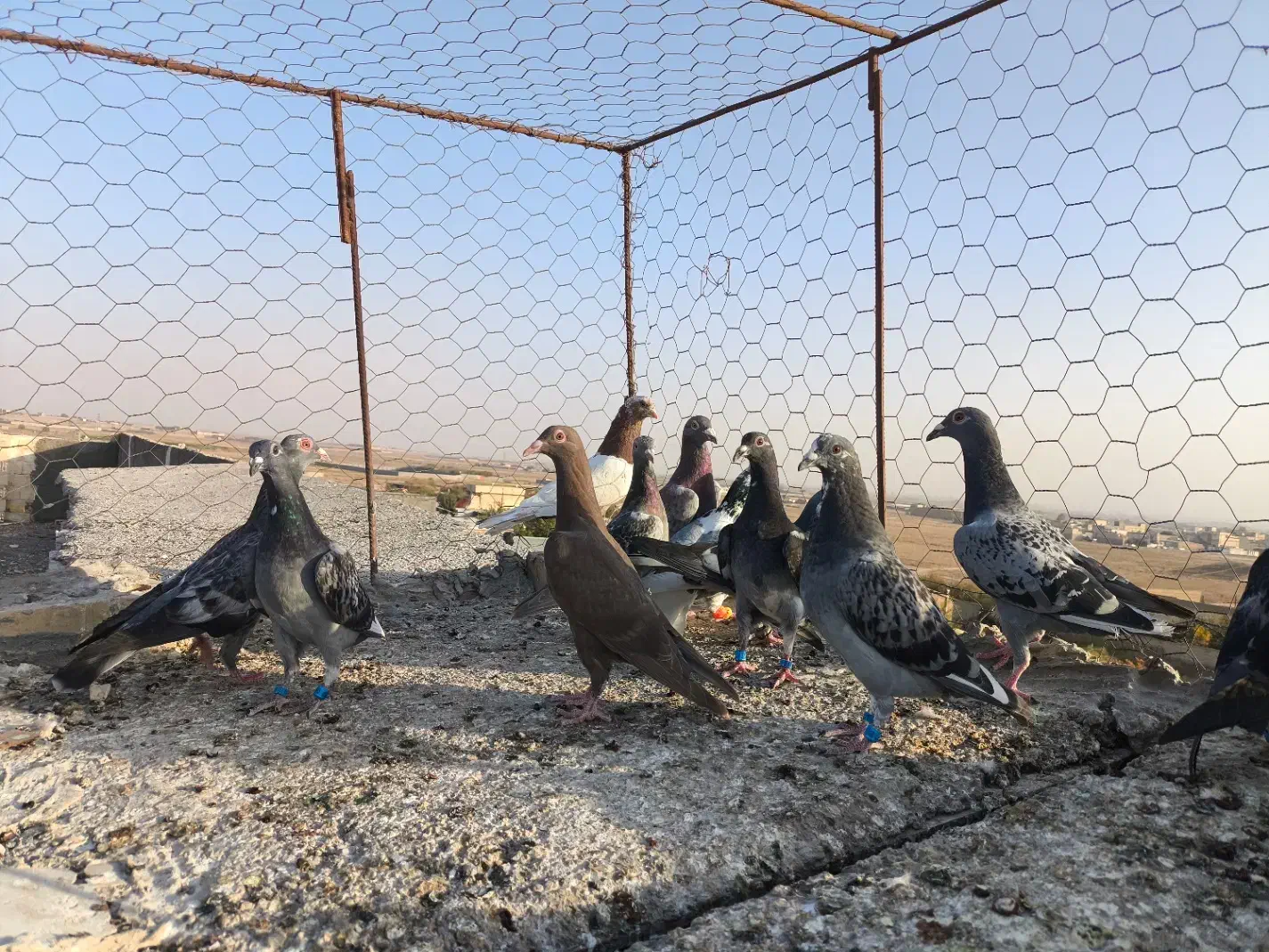 کفتر پرشی|پرنده|مشهد, شهید احمدی روشن|دیوار