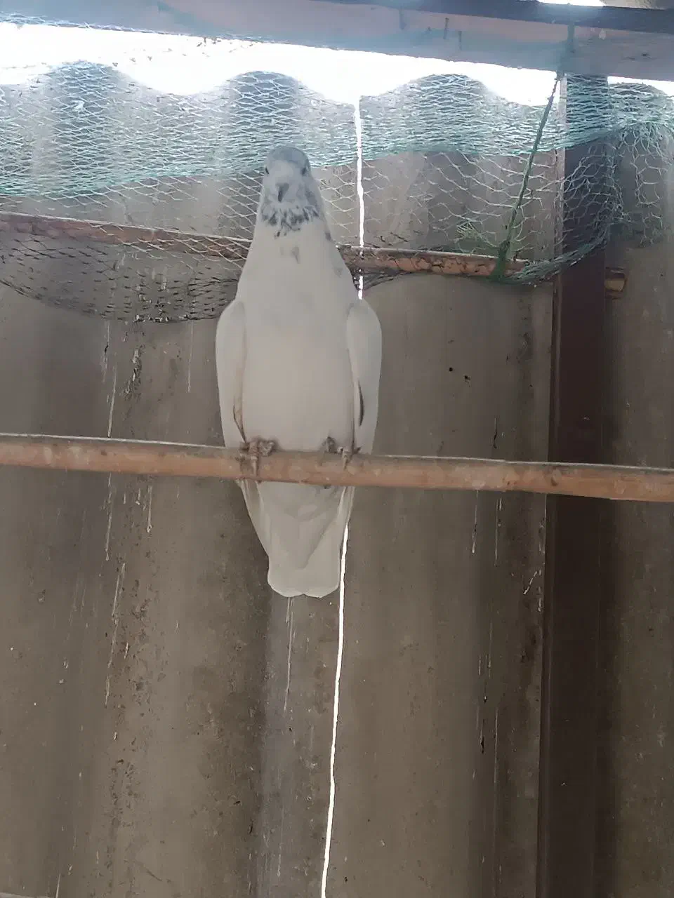 پرشی‌به‌شرت|پرنده|ری, تقی آباد|دیوار