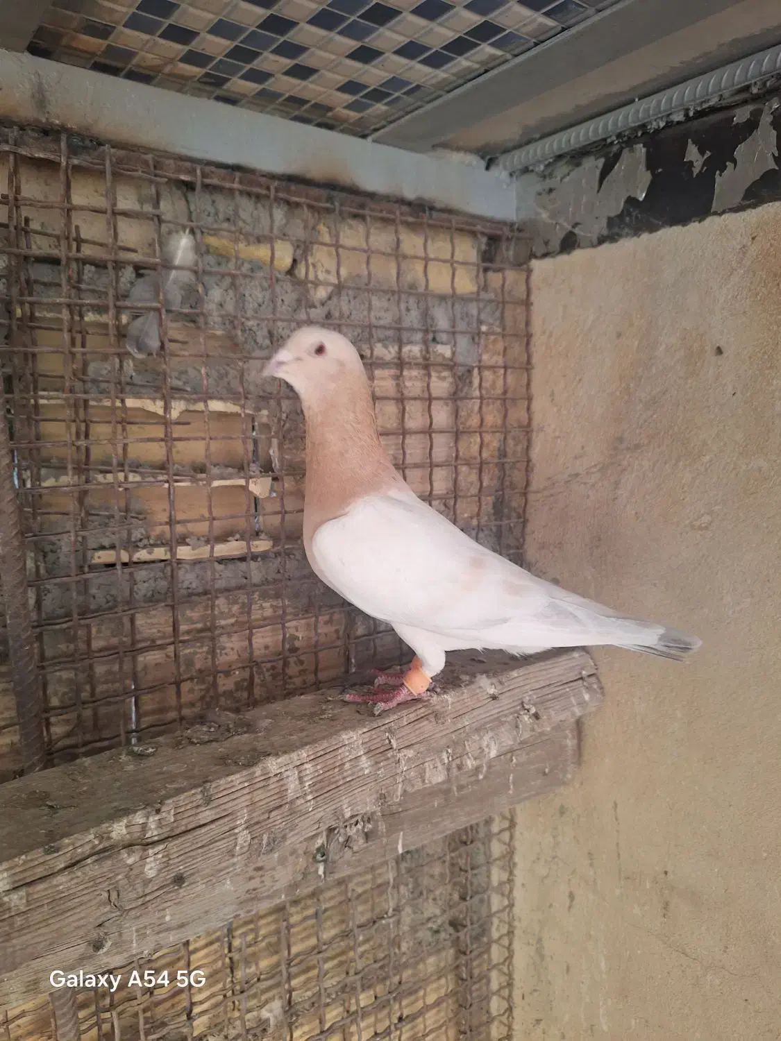 کبوتر|پرنده|کازرون, |دیوار