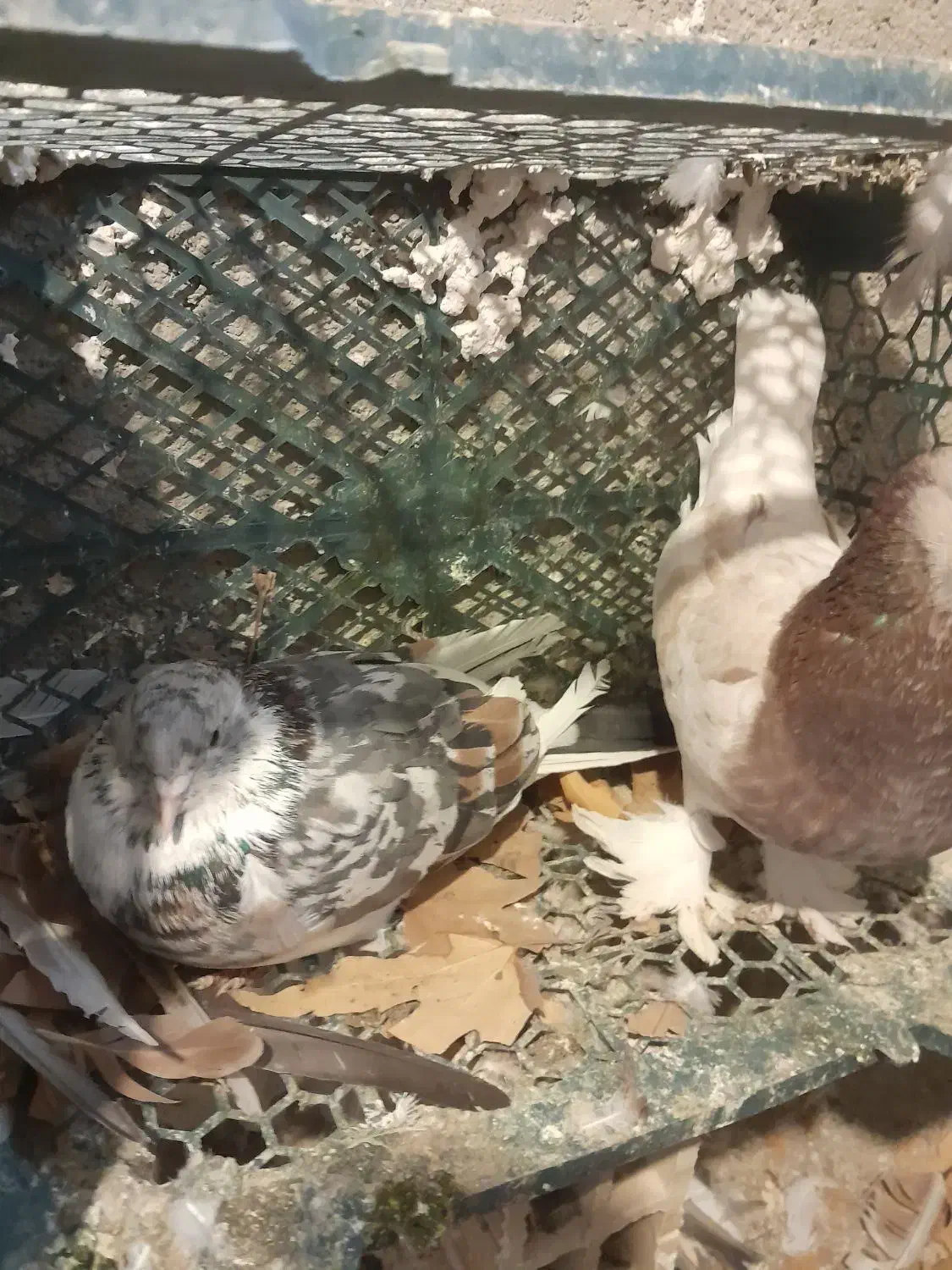 سرور|پرنده|شهریار, ابراهیمآباد|دیوار