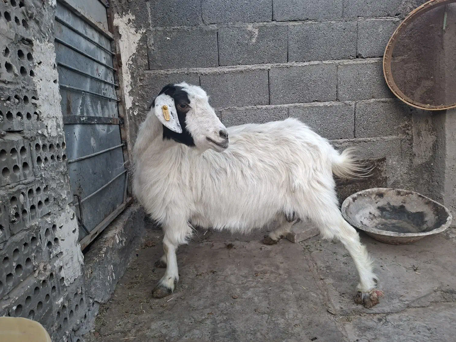 بز کل|حیوانات مزرعه|مشهد, سیس‌آباد|دیوار